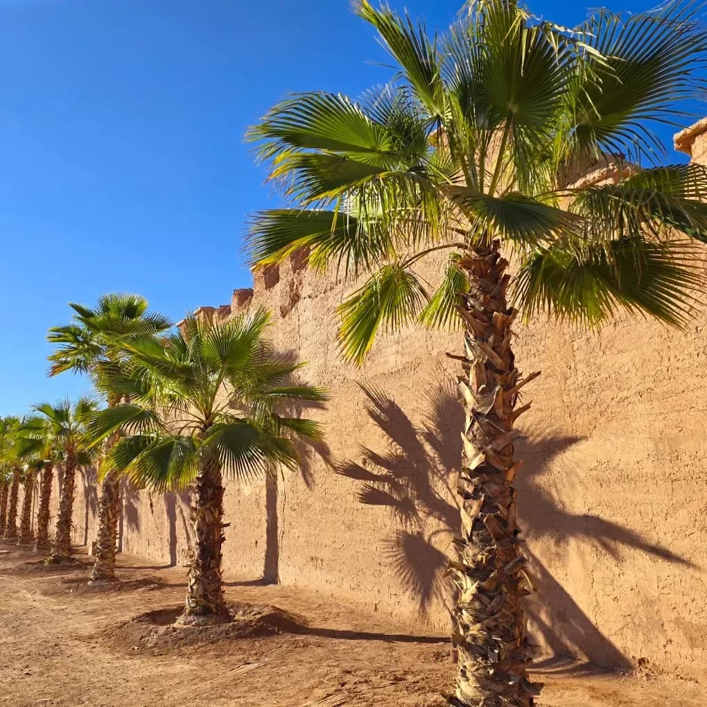 Murallas de Meknes con palmeras