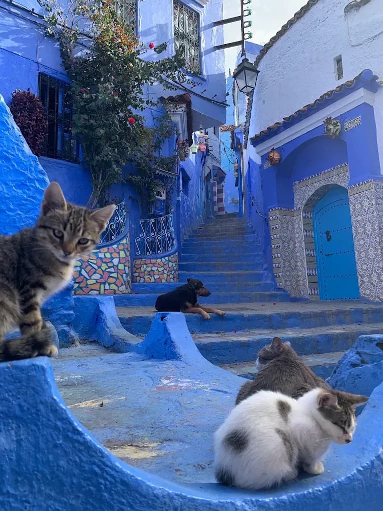 Gatos en una escalera azul de Chefchaouen