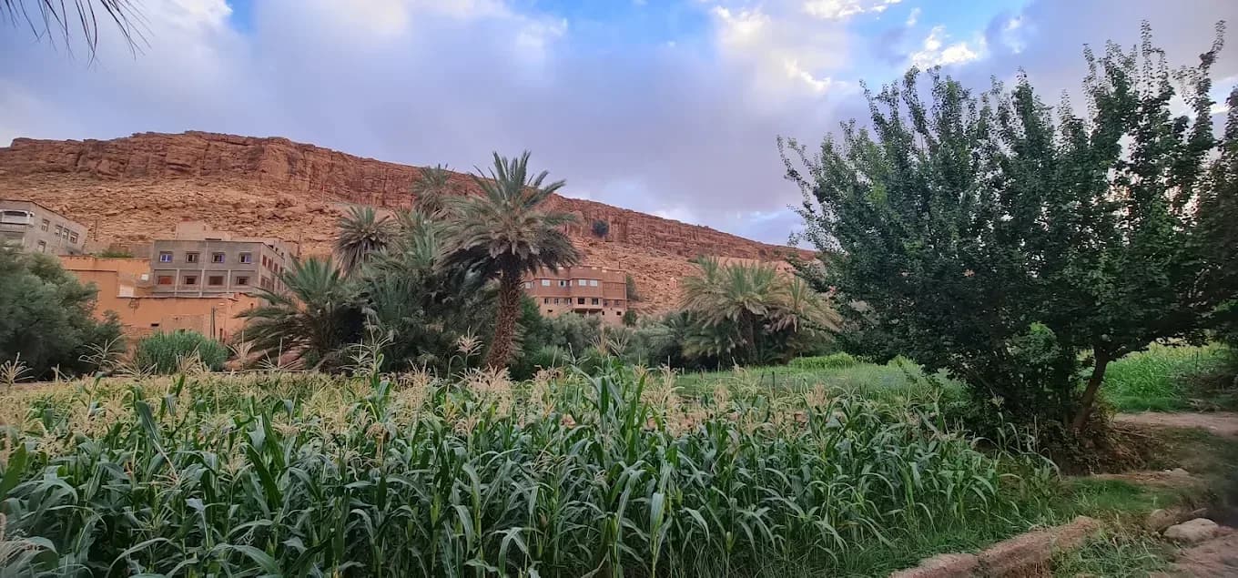 Huertas y palmeras del valle del Ziz