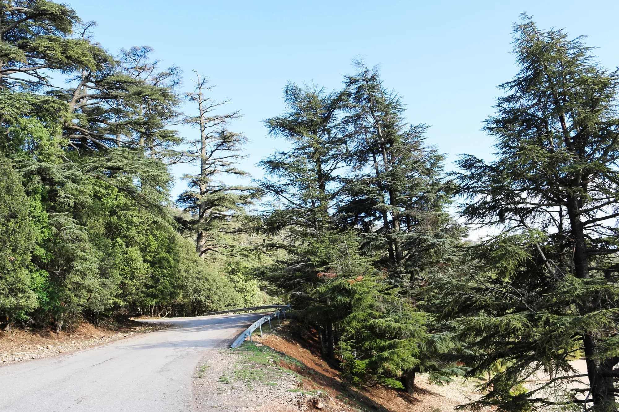 Carretera entre cedros del Atlas en el bosque de Michlifen, cerca de Ifrane