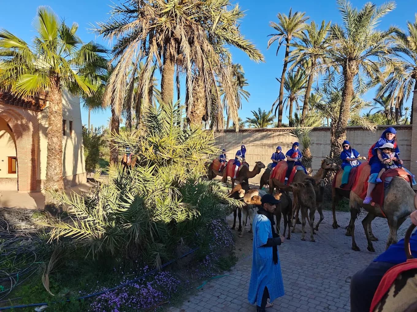 Viajeros en dromedario por el palmeral de Marrakech