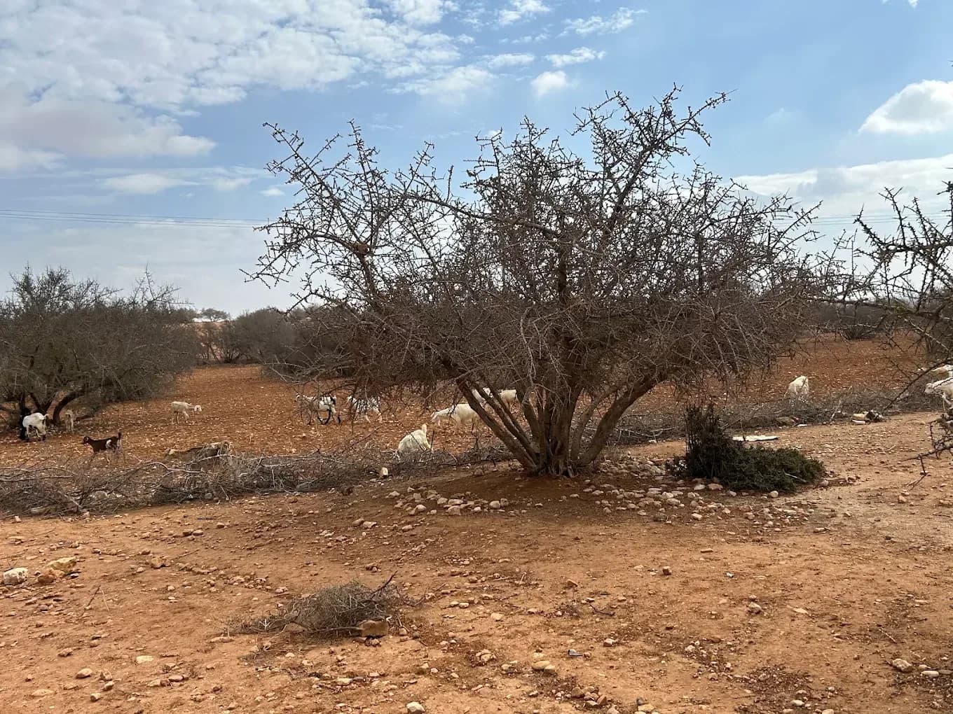 Árbol de argán en el camino a Essaouira