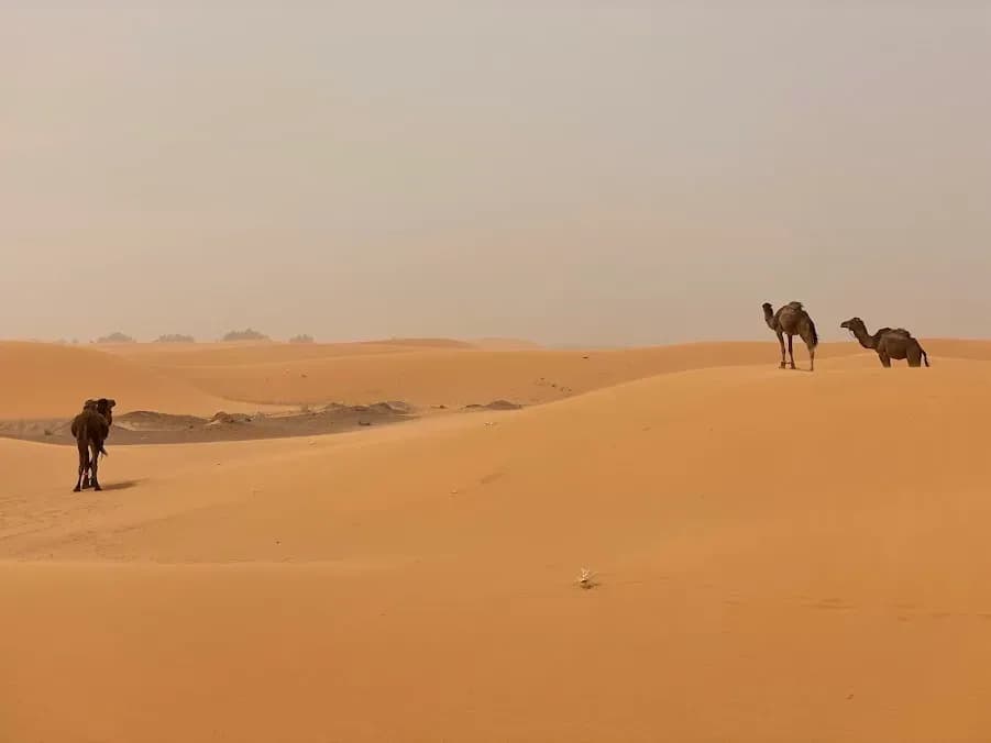 Dromedarios entre dunas con calima