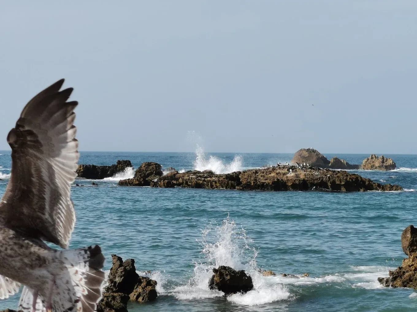 Seagull and rocks in the sea at Essaouira