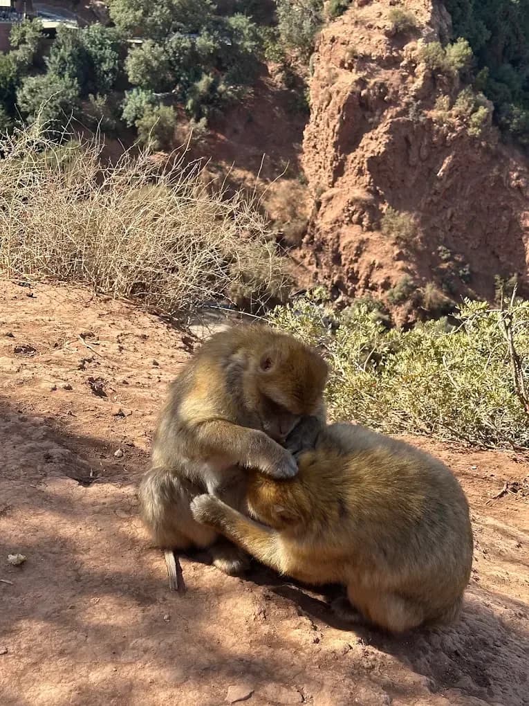 Monos de Berbería en el bosque