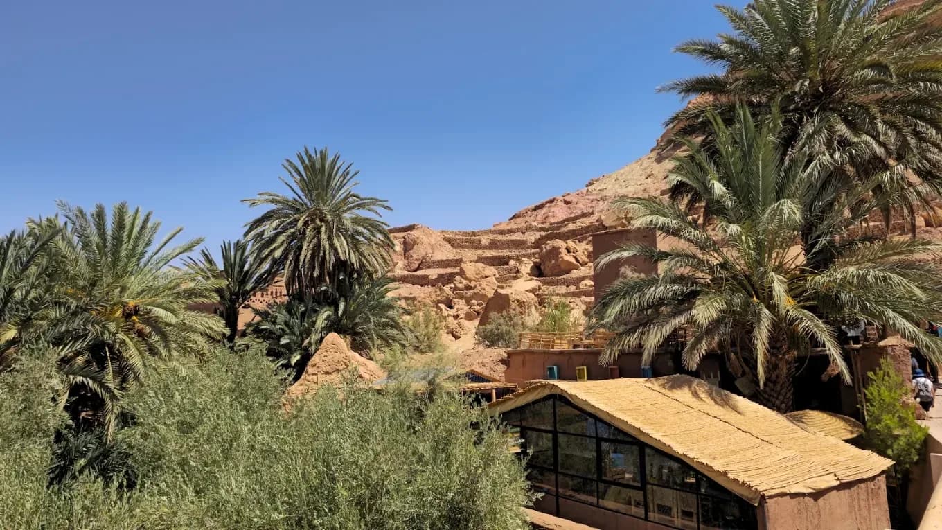 Palmeral en un valle del sur