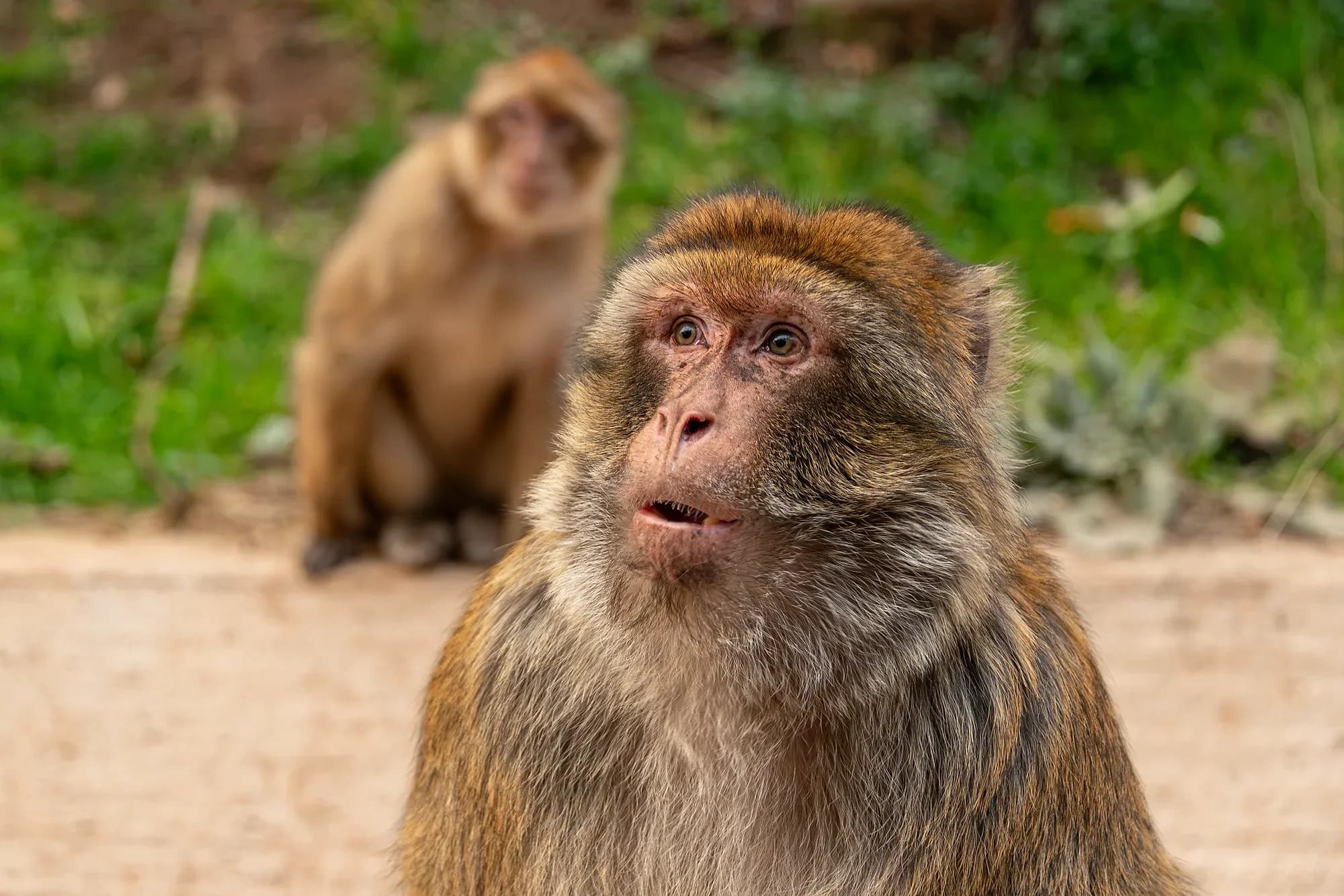 Macacos de Berbería en el bosque de cedros de Azrou, en el Atlas Medio