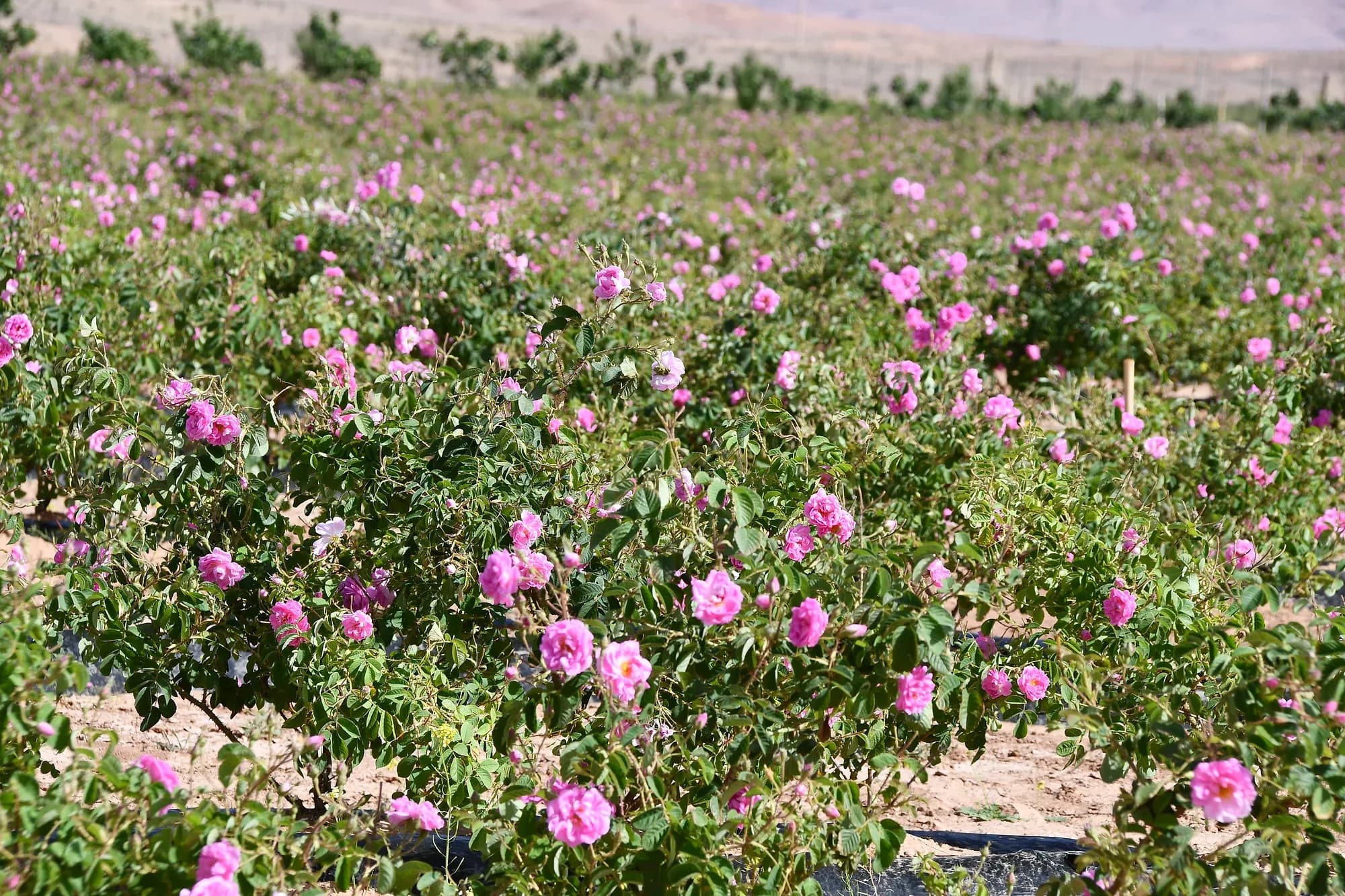 Campo de rosales en flor en Kelaat M'Gouna, en el Valle de las Rosas