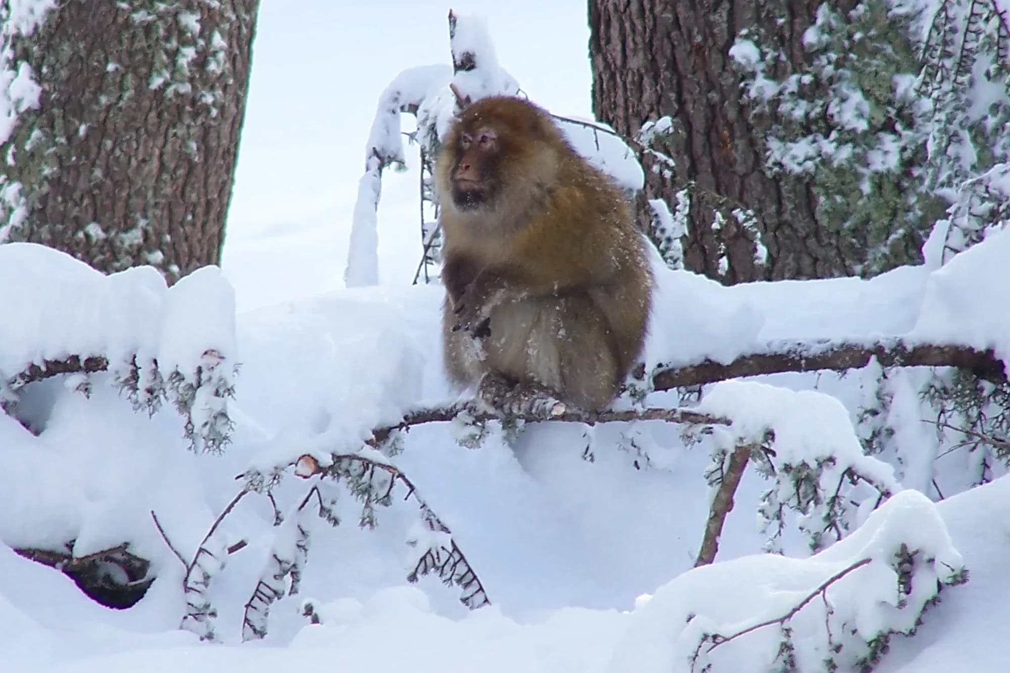 Macaco de Berbería sobre un cedro nevado en el bosque de Ifrane, Atlas Medio
