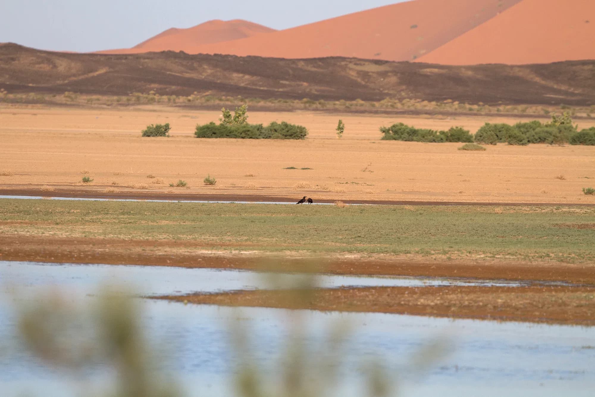 Lago de Dayet Srji con agua y las dunas de Erg Chebbi al fondo, Merzouga