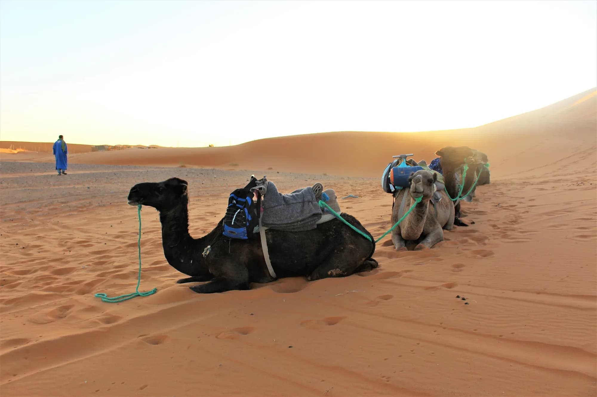 Dromedarios ensillados descansando en la arena al atardecer cerca de Merzouga