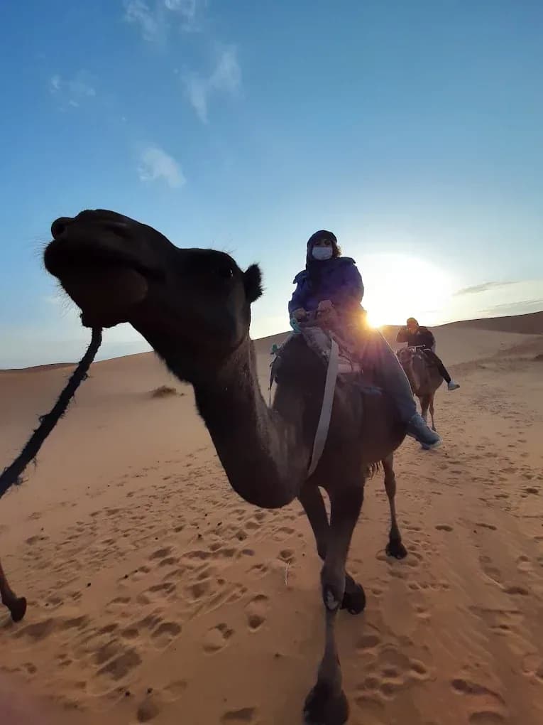 Dromedario al atardecer