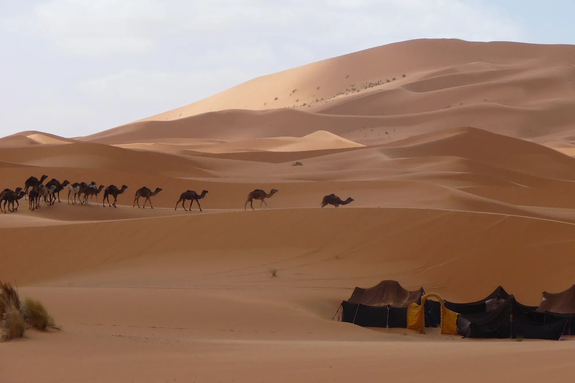 Caravana de dromedarios llegando a un campamento de jaimas bereberes en las dunas de Merzouga