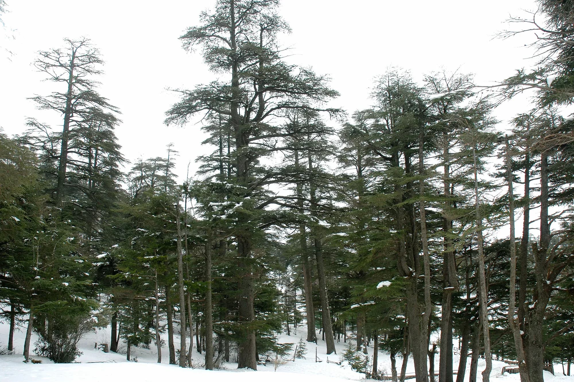 Cedros del Atlas con nieve al pie en el bosque de Ifrane, Atlas Medio