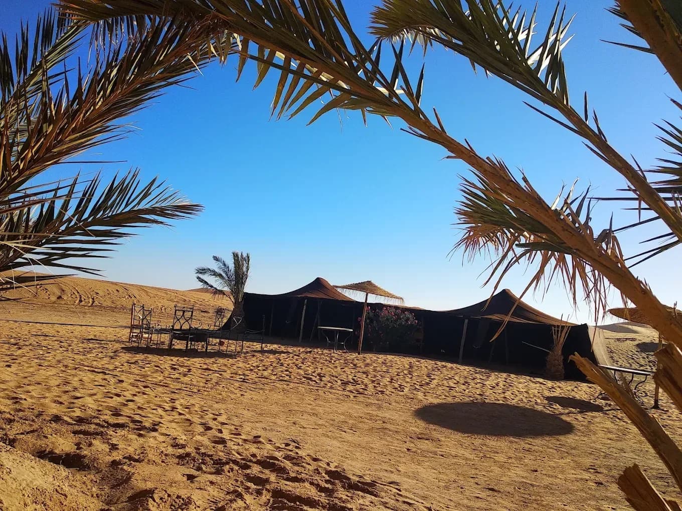 Jaimas bajo las palmeras del oasis