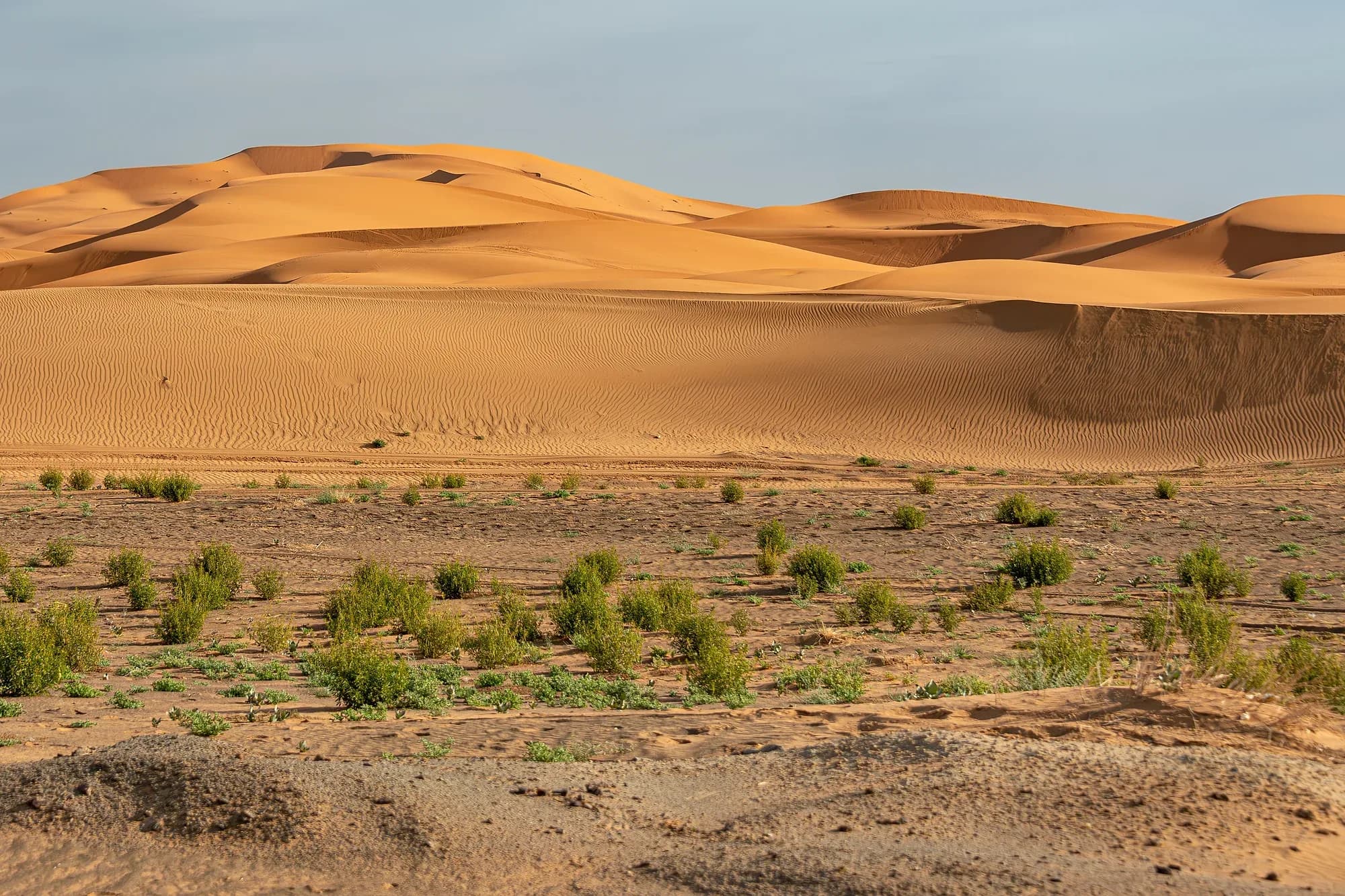 Llanura con matorral en el borde de Erg Chebbi y las dunas al fondo, Merzouga