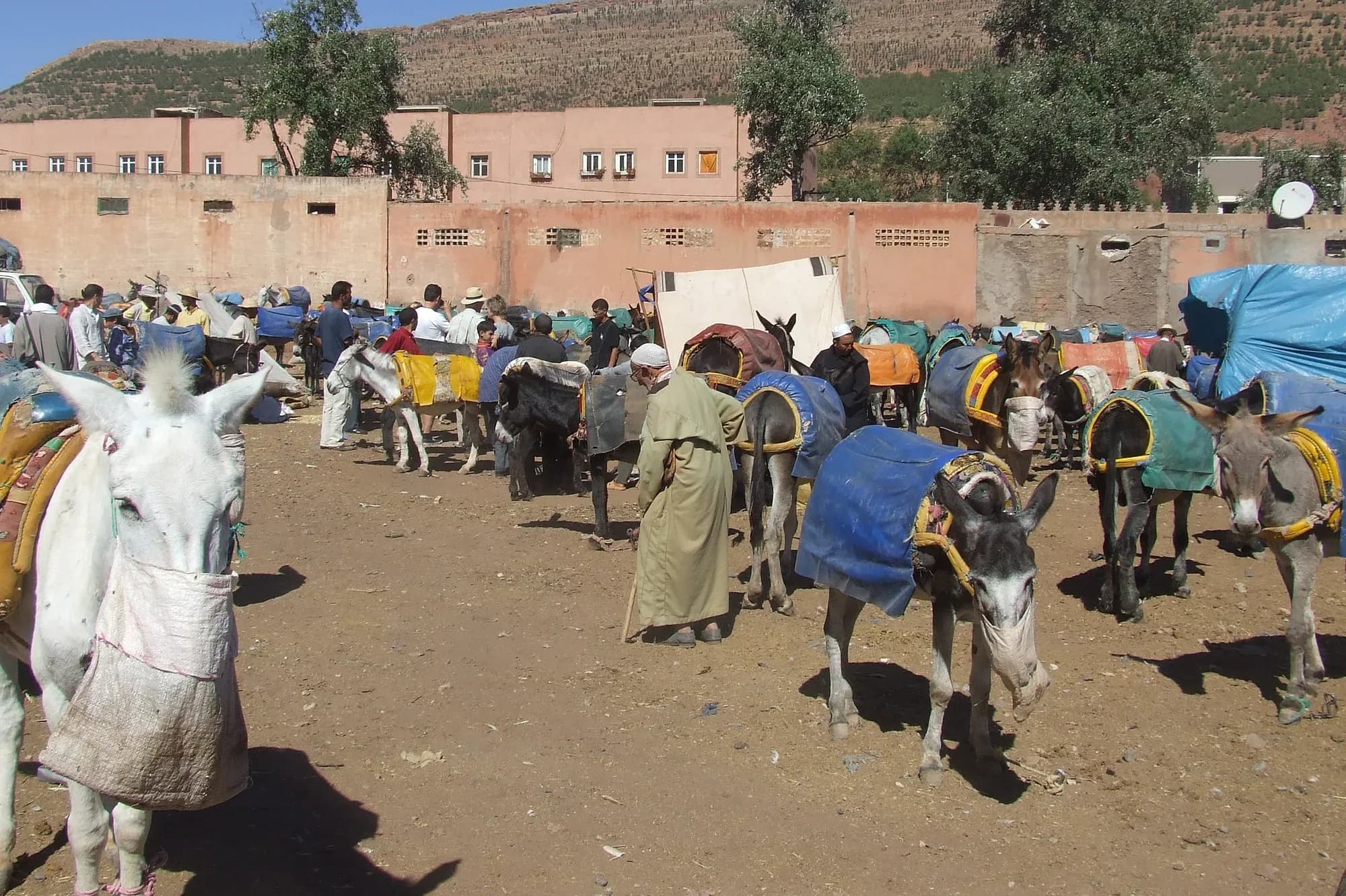 Burros y mulas con albardas esperando en el zoco semanal de Asni, en el Alto Atlas