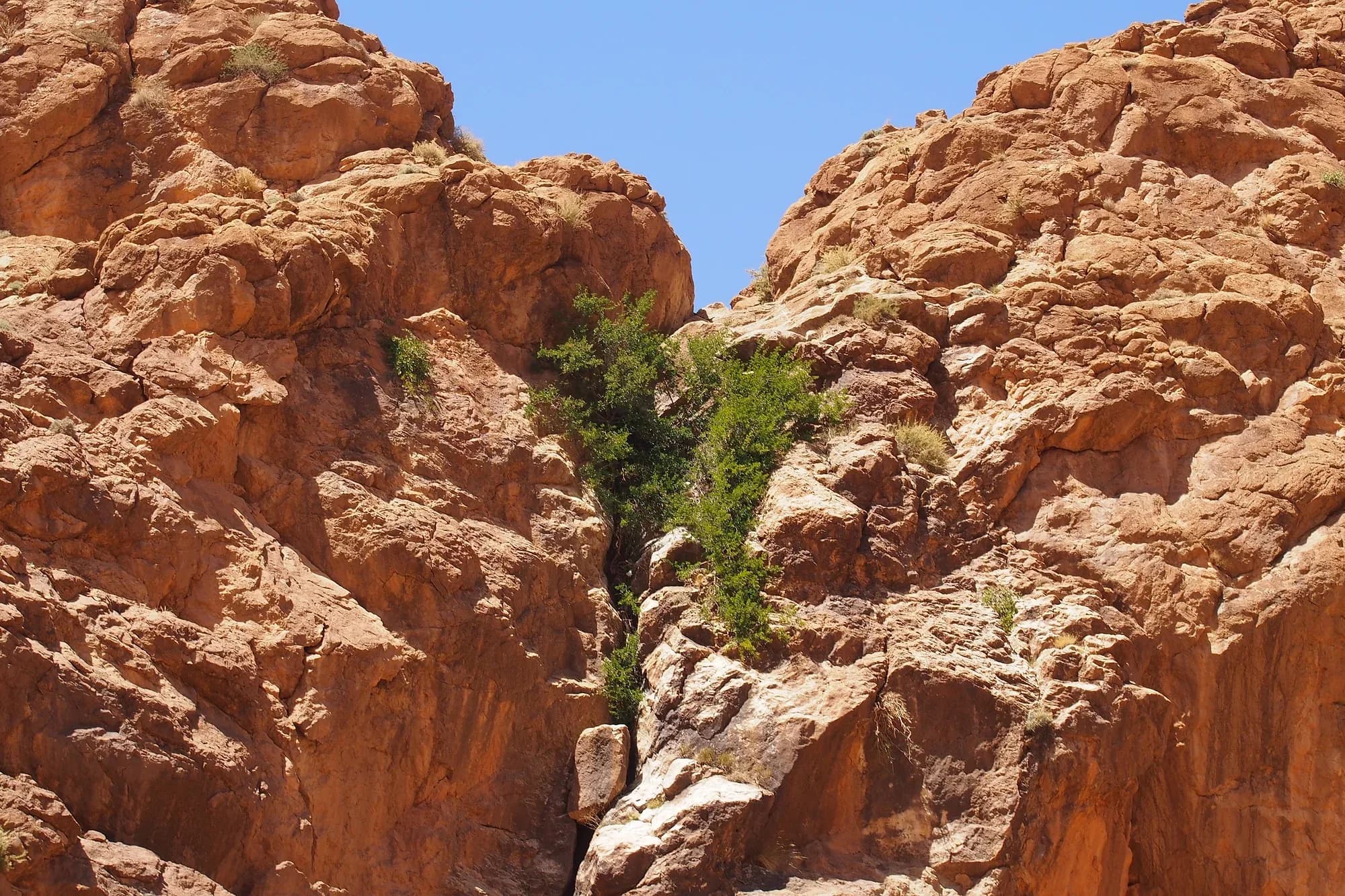 Reddish rock walls and greenery inside the Todra Gorge under a blue sky