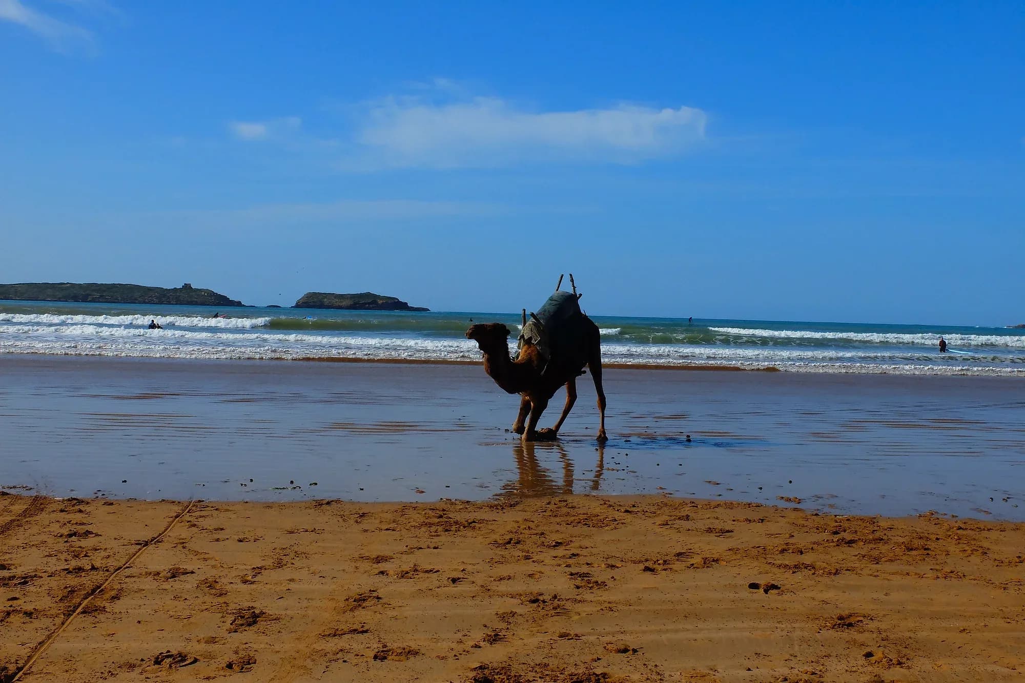 Dromedario en la orilla de la playa de Essaouira con la isla de Mogador al fondo