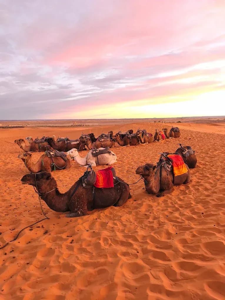 Dromedarios sentados al atardecer