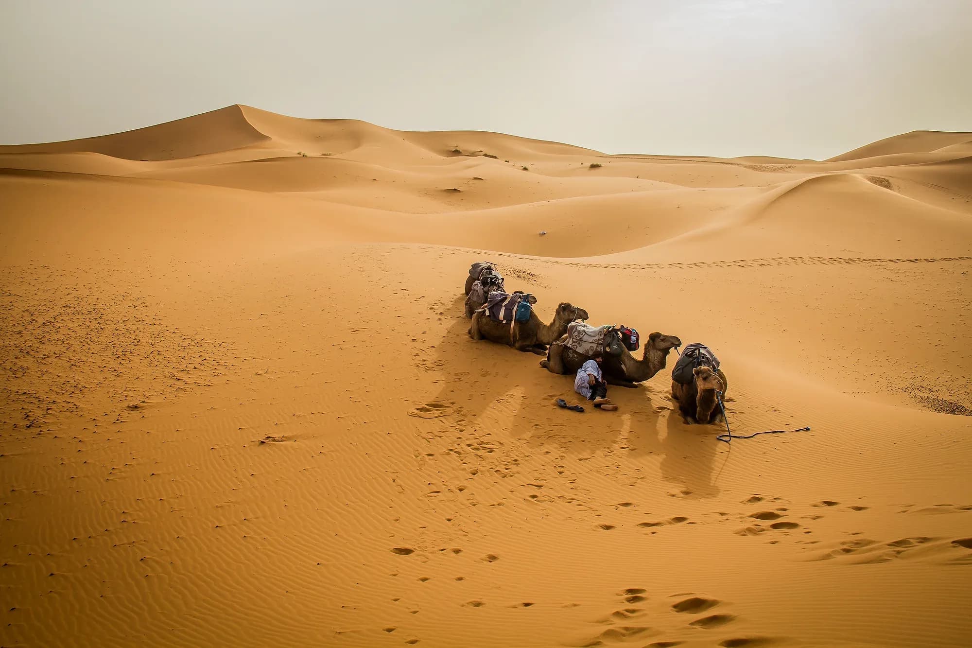 Dromedarios descansando sobre la arena entre las dunas de Merzouga