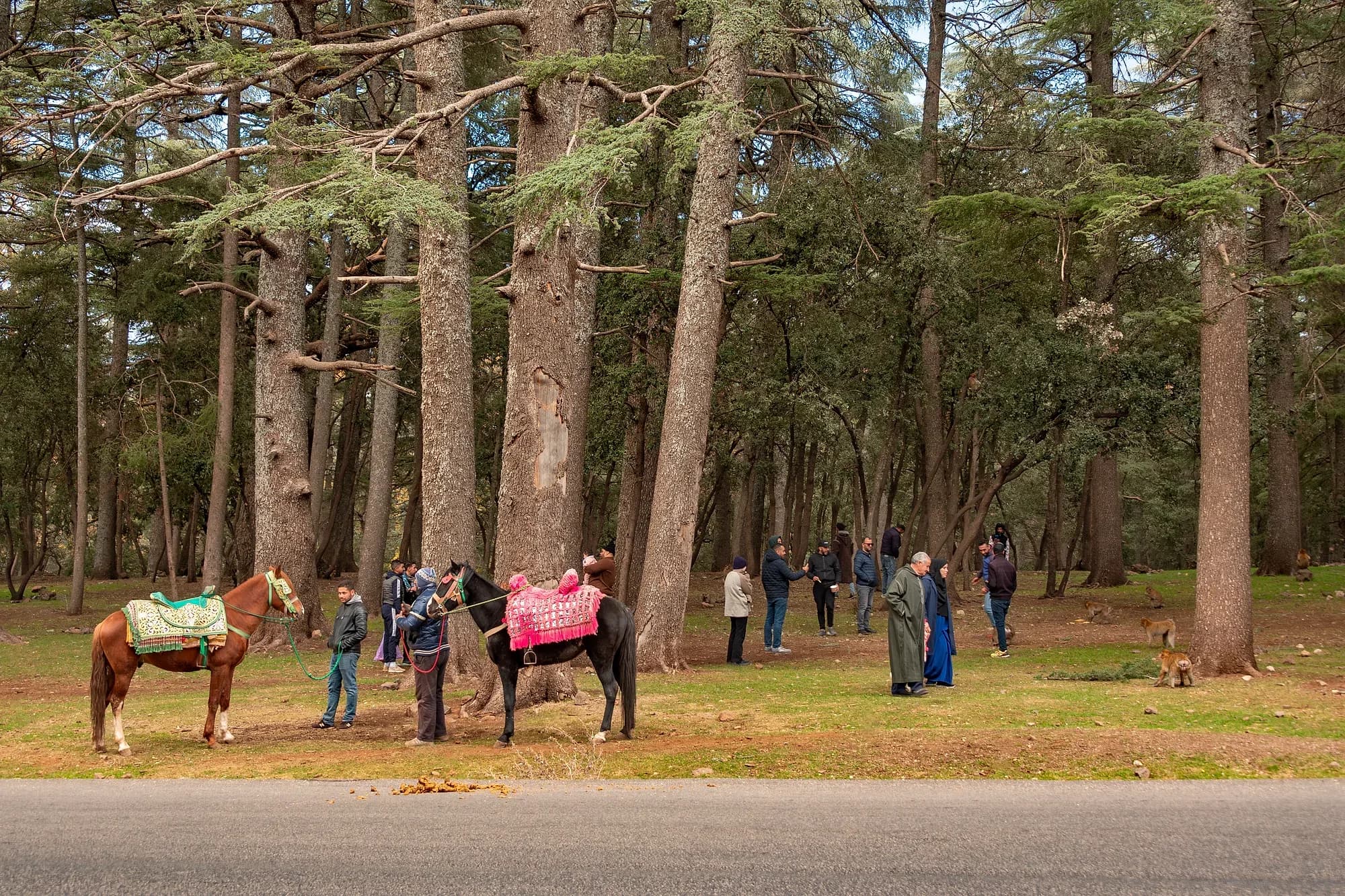 Bosque de cedros del Atlas cerca de Azrou, con caballos y visitantes entre los troncos