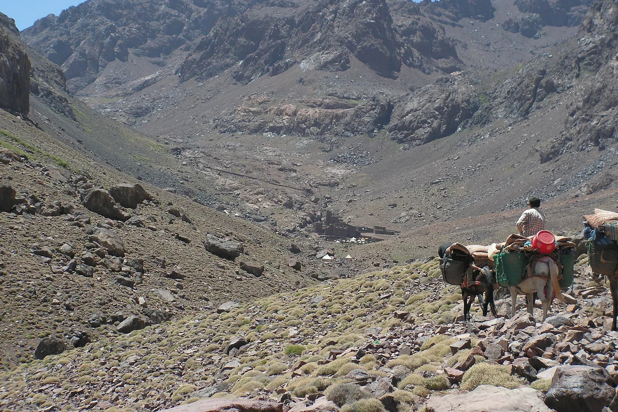 Muletero con mulas cargadas por el sendero del valle hacia el refugio del Toubkal, Alto Atlas