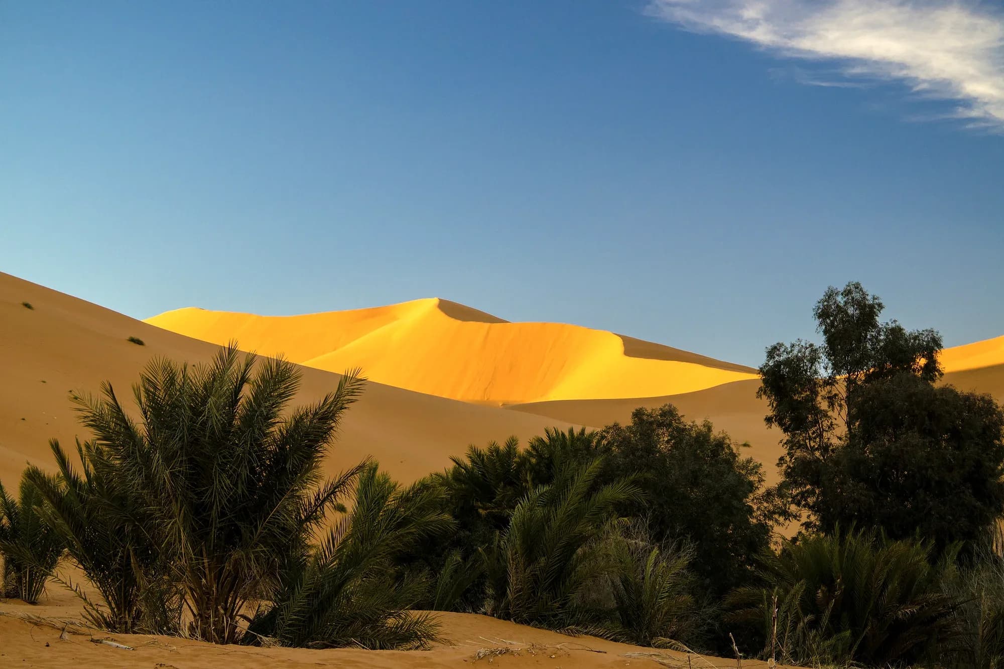 Palmeral del oasis de Merzouga al pie de las dunas doradas de Erg Chebbi