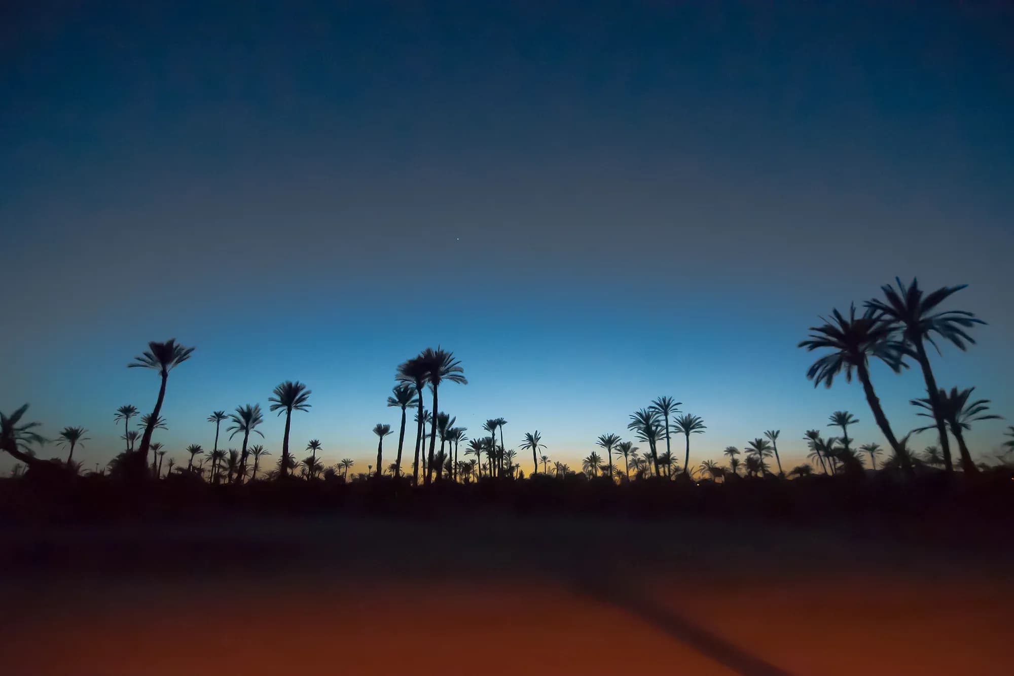 Silhouetted palms of the Marrakech palm grove under a blue twilight sky