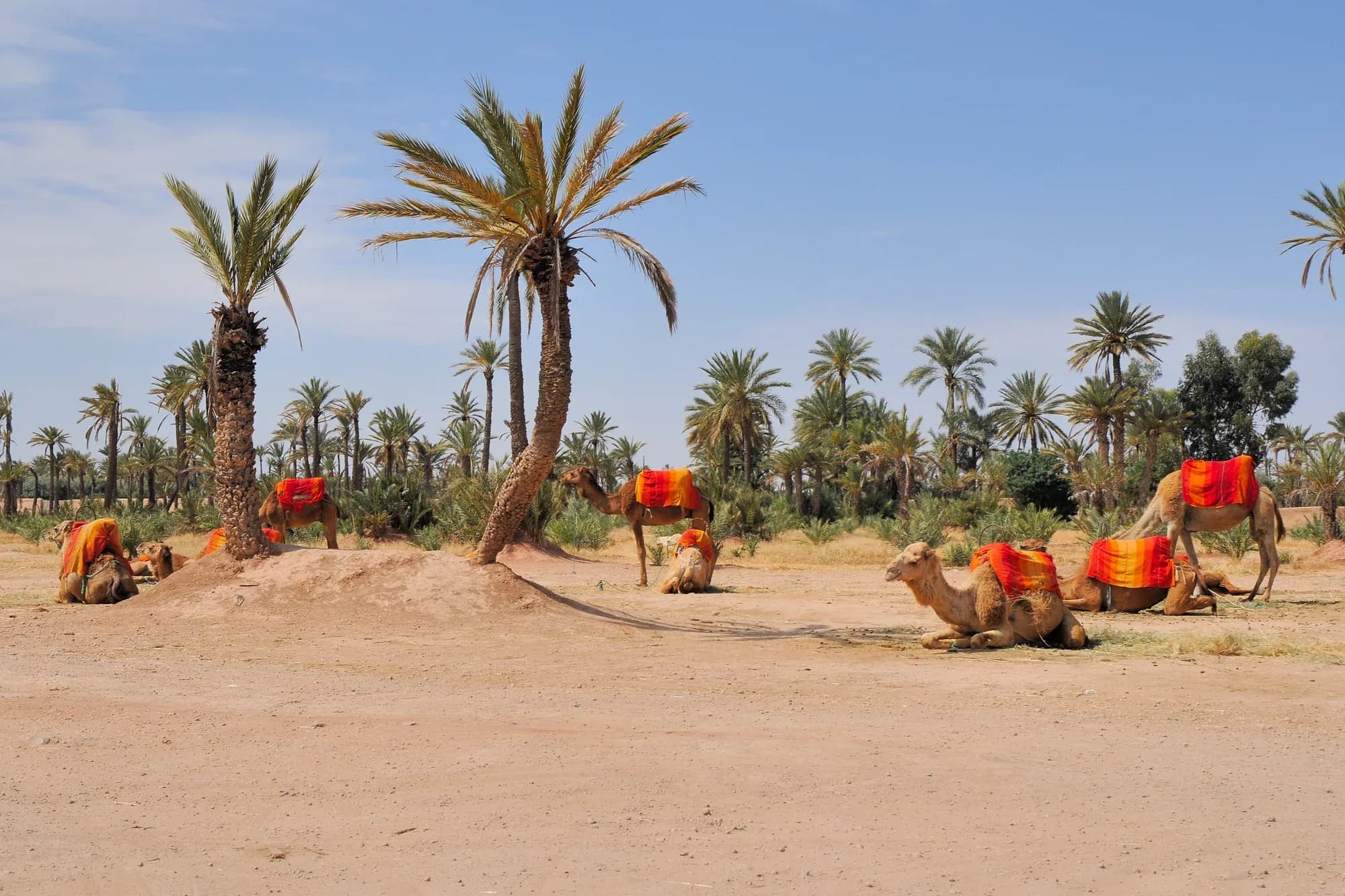 Dromedaries with colourful saddles resting in the Marrakech palm grove